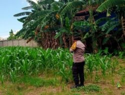 Sinergi Polsek Labuapi Sulap Lahan Kosong Jadi Sumber Pangan Bergizi