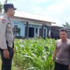 Cara Polsek Labuapi Wujudkan Mandiri Pangan