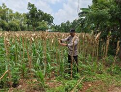 Bhabinkamtibmas Polsek Tuban Monitoring Lahan Jagung Warga di Kelurahan Mondokan Dukung Ketahanan Pangan