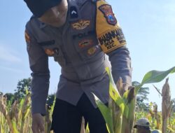Cek Kualitas Buah Jagung Siap Panen, Polsek Widang Polres Tuban Dukung Astacita