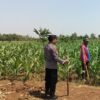 Dukung Swasembada Pangan, Anggota Polsek Kerek Sambang ke Lahan Jagung Warga
