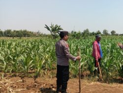 Dukung Swasembada Pangan, Anggota Polsek Kerek Sambang ke Lahan Jagung Warga