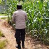 Polsek Plumpang Polres Tuban Turun Langsung Cek Tanaman Jagung Warga di Desa Kesamben