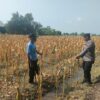 Polri Dukung Astacita, Polsek Rengel Polres Tuban Turun Cek Tanaman Jagung Warga di Desa Kebonagung