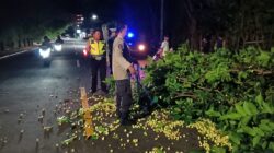 Pohon Tumbang di Senggigi, Polsek Batulayar Gerak Cepat Bersihkan Jalan