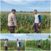 Polsek Soko polres Tuban Polda Jawa Timur Bergerak! Dukung Penuh Swasembada Pangan Presiden Prabowo Melalui Pendampingan Petani