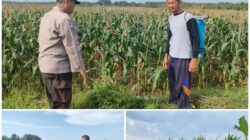 Polsek Soko polres Tuban Polda Jawa Timur Bergerak! Dukung Penuh Swasembada Pangan Presiden Prabowo Melalui Pendampingan Petani