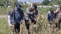 Dukung Astacita, Polsek Widang Melaksanakan Penanaman Jagung Bersama Petani