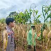 Polsek Tambakboyo Polres Tuban Turun Cek Tanaman jagung Warga di Desa Mander