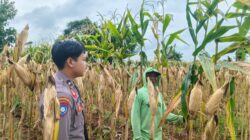 Polsek Tambakboyo Polres Tuban Turun Cek Tanaman jagung Warga di Desa Mander