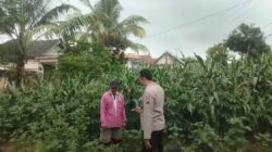 Polsek Grabagan polres Tuban Polda Jawa Timur Dukung Penuh Swasembada Pangan Presiden Prabowo Melalui Pendampingan Petani