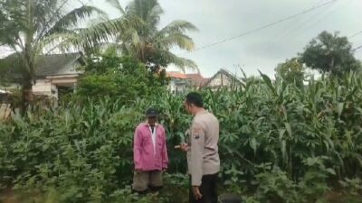 Polsek Grabagan polres Tuban Polda Jawa Timur Dukung Penuh Swasembada Pangan Presiden Prabowo Melalui Pendampingan Petani