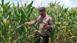 Dukung Astacita Presiden RI, Polsek Kenduruan Polres Tuban Turun Langsung Mengecek Tanaman Jagung Warga Petani