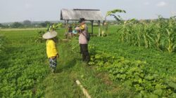 Bhabinkamtibmas Polsek Tuban Sambangi Petani Jagung di Desa Kembangbilo, Dukung Ketahanan Pangan Nasional