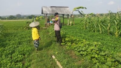 Bhabinkamtibmas Polsek Tuban Sambangi Petani Jagung di Desa Kembangbilo, Dukung Ketahanan Pangan Nasional