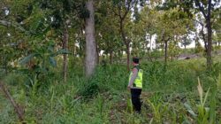 Polri Dukung Astacita, Polsek Rengel Polres Tuban Turun Cek Tanaman Jagung Warga di Desa Rengel