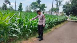 Polsek Montong Polres Tuban Turun Cek Tanaman jagung Warga di Desa Jetak
