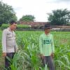 Polri Dukung Astacita, Polsek Palang Polres Tuban Turun Cek Tanaman jagung milik Warga di Desa Wangun
