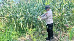 POLSEK BANGILAN DUKUNG PROGRAM KETAHANAN PANGAN MELALUI MONITORING TANAMAN JAGUNG