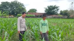 Polri Dukung Astacita, Polsek Palang Polres Tuban Turun Cek Tanaman jagung milik Warga di Desa Wangun