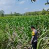 *Dalam rangka mendukung Program ASTACITA, Bhabinkamtibmas Desa Ngawun Polsek Parengan Polres Tuban cek lokasi tanaman jagung milik warga di Desa Ngawun Kec. Parengan*