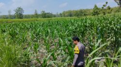 *Dalam rangka mendukung Program ASTACITA, Bhabinkamtibmas Desa Ngawun Polsek Parengan Polres Tuban cek lokasi tanaman jagung milik warga di Desa Ngawun Kec. Parengan*