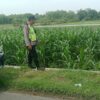 Polri Dukung Astacita, Polsek Rengel Polres Tuban Turun Cek Tanaman Jagung Warga di Desa Campurejo