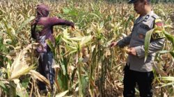 Polisi RW Polsek Senori Monitoring Tanaman Jagung Warga Desa Medalem