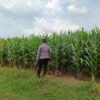 Polsek Tambakboyo Polres Tuban Turun Cek Tanaman jagung Warga di Desa Plajan