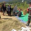 TNI Hadir di Sawah, Dukung Petani Wujudkan Swasembada Pangan