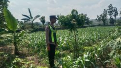 Polsek Singgahan Polres Tuban Turun Cek Tanaman jagung Warga di Desa Mulyoagung