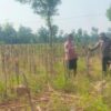 Bhabinkamtibmas Desa Kembangbilo Sambangi Petani Jagung, Perkuat Sinergi  Dukung Ketahanan Pangan