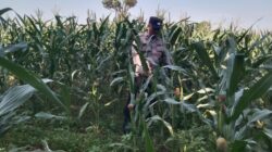 Anggota Bhabinkamtibmas Polsek Jenu Polres Tuban Turun ke Ladang, sambang lahan pertanian.
