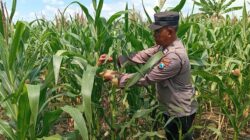 Polres Tuban Dukung Astacita Prabowo, Petugas Polmas Polsek Kenduruan Cek Langsung Tanaman Jagung Petani Desa Sidomukti