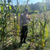 POLRI HADIR DUKUNG KETAHANAN PANGAN, POLSEK BANGILAN MONITORING TANAMAN JAGUNG MILIK WARGA