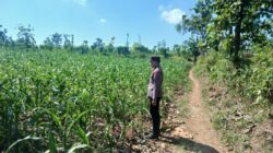 Polsek Tambakboyo Polres Tuban Turun Cek Tanaman jagung Warga di Desa Mander