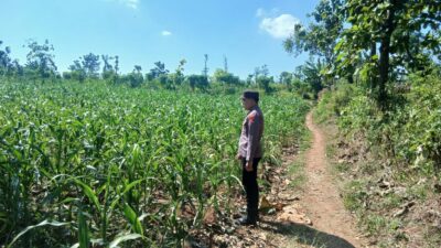 Polsek Tambakboyo Polres Tuban Turun Cek Tanaman jagung Warga di Desa Mander