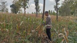 Polsek Montong Polres Tuban Turun Cek Tanaman jagung Warga di Desa Jetak