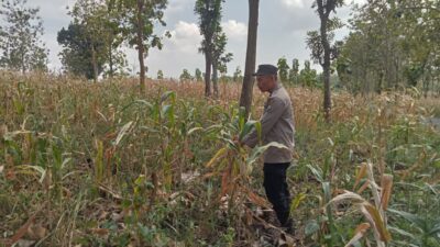 Polsek Montong Polres Tuban Turun Cek Tanaman jagung Warga di Desa Jetak