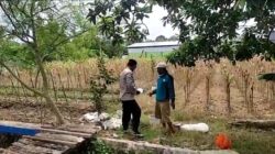 Polri Dukung Astacita, Polsek Merakurak Polres Tuban Turun Cek Tanaman Jagung Warga di Desa Temandang