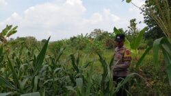 Bhabinkamtibmas Polsek Kenduruan Polres Tuban Cek Lahan Jagung Warga, Dukung Ketahanan Pangan Astacita Presiden