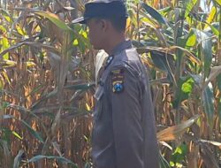 Polisi RW Kelurahan Kutorejo Sambangi Pekarangan Bergizi Warga untuk Dukung Ketahanan Pangan