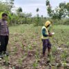 Dalam rangka mendukung Program ASTACITA, Bhabinkamtibmas Desa Pacing Polsek Parengan Polres Tuban sambang petani jagung di Desa Pacing Kec. Parengan
