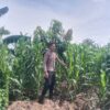 Polsek Singgahan Polres Tuban Turun Cek Tanaman jagung Warga di Desa Tingkis