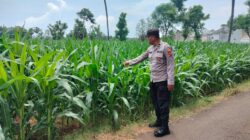 Polri Dukung Astacita, Polsek Palang Polres Tuban jagung milik Warga di Desa Tegalbang