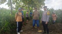 Polsek Tambakboyo Polres Tuban Turun Cek Tanaman jagung Warga di Desa Mander