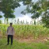 Polsek Montong Polres Tuban Turun Cek Tanaman jagung Warga di Desa Talun