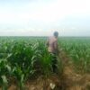 Polsek Singgahan Polres Tuban Turun Cek Tanaman jagung Warga di Desa Lajo Lor