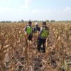 Polri Dukung Astacita, Polsek Rengel Polres Tuban Turun Cek Tanaman Jagung Warga di Desa Maibit