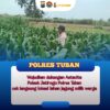Polsek Jatirogo Turun ke Ladang Jagung Desa Besowo, Wujudkan Dukungan Astacita Swasembada Pangan